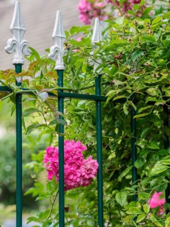 Metal fence with white tops, surrounded by pink flowers and green climbing plants, SChermbeck North