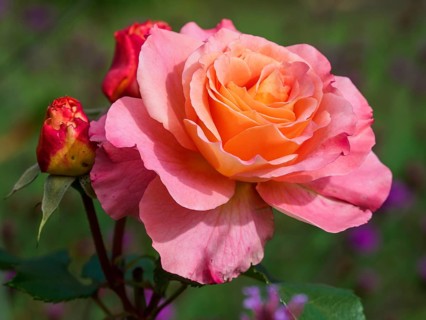 Close-up of a pink rose with orange centre and buds in a green garden, SChermbeck North