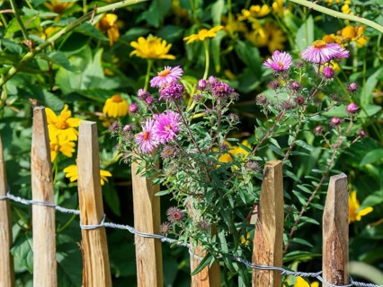 Close-up of a garden with a wooden fence behind which various flowers are blooming colourfully,