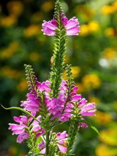 Close-up of a pink flower standing proudly in a garden surrounded by bright greenery, SChermbeck