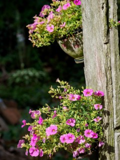 Pink flowers in flower pots hanging from a wooden fence in the garden, SChermbeck North