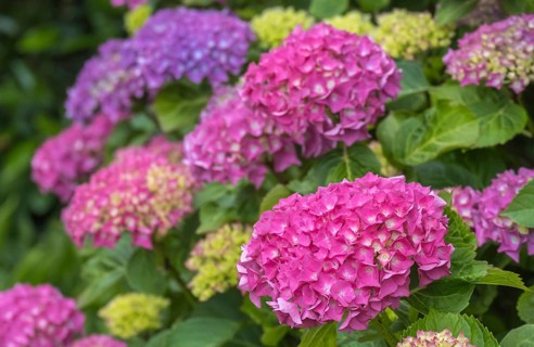Hydrangea, hydrangea, hydrangea blossom, hydrangea bush, Münsterland, North Rhine-Westphalia,