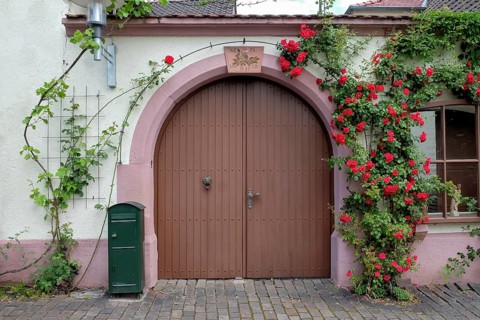 Yard gate in a winegrower's house with rosebush in the historic Theresienstrasse, Rhodt unter