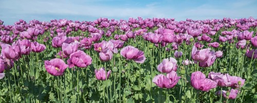 Opium poppy (Papaver somniferum), cultivation of edible poppy, poppy field, Donnersbergkreis,