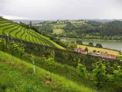 Vineyard, Silberberg, Sulmsee, behind pilgrimage church Frauenberg, near Leibnitz, Styria, Austria,