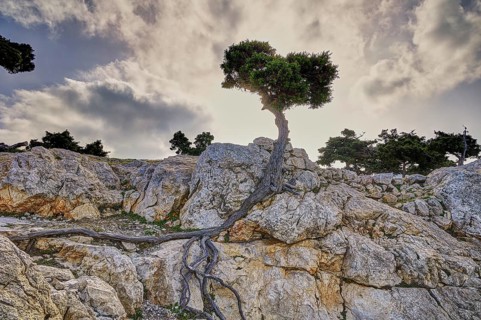 HDR, A wind shaped tree with visible roots growing out of the rocks, under a blue sky, Kastro