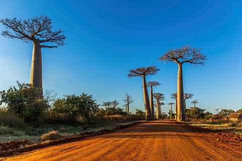 Baobab trees at the avenue of the baobabs in Madagascar