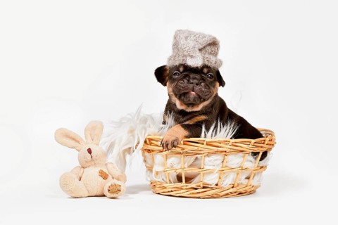 Funny tan French Bulldog dog puppy with night cap and toy plush bunny in basket