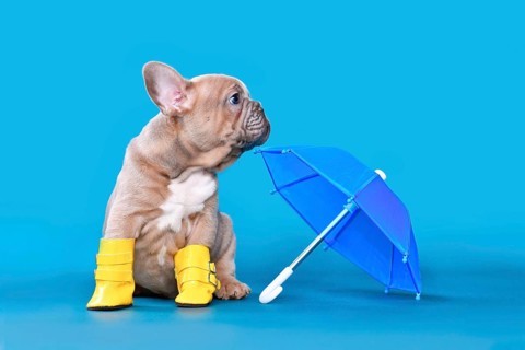 French Bulldog dog puppy wearing yellow rain rubber boots sitting next to umbrella on blue