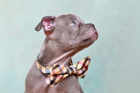 Portrait of Chondrodysplasia free French Bulldog dog puppy in front of studio background
