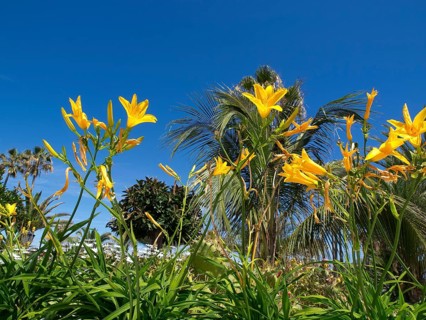 Yellow flowers against a deep blue sky and palm trees in the background in a sunny natural setting,