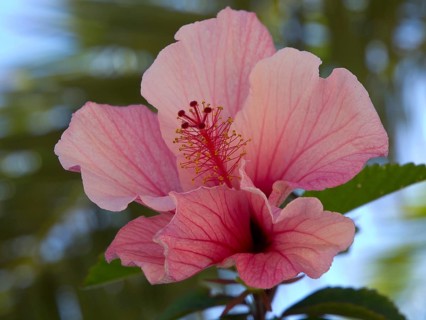 Close-up of a pink hibiscus flower with clearly visible stamens in the sunlight, Puerto de la cruz,