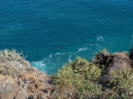 View from a cliff to the blue sea, surrounded by cacti and other plants, Puerto de la cruz,