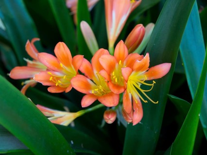 Close-up of bright orange flowers surrounded by green leaves, Puerto de la cruz, tenerife, spain