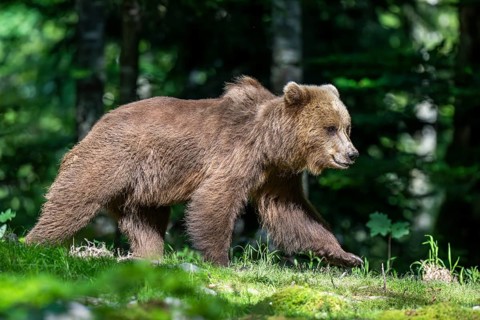 European brown bear (Ursus arctos arctos) in the forest, Notranjska region, Slovenia, Europe