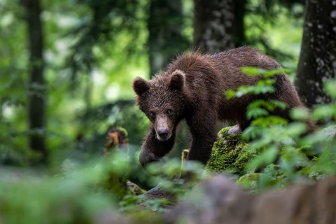 European brown bear (Ursus arctos arctos) in the forest, Notranjska region, Slovenia, Europe