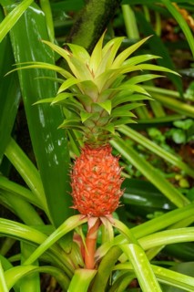 A tropical pineapple fruit with green leaves and a striking red skin in a natural setting,