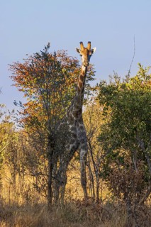 Giraffe in the wild at Hwange National Park