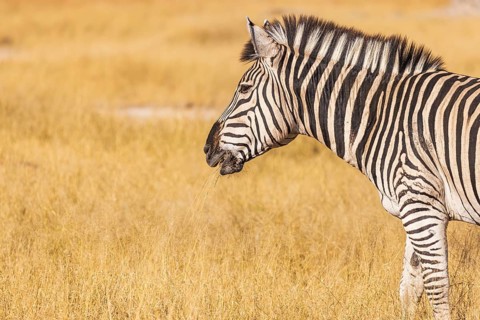 Close up of a zebra eating grass on the savannah