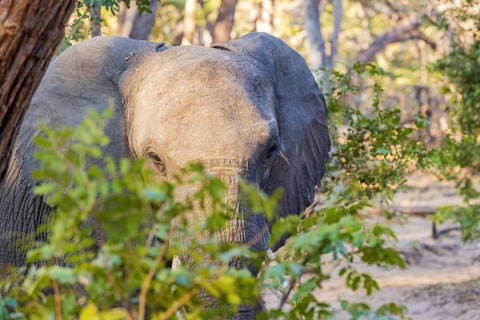 Elephant walking through Hwange National Park