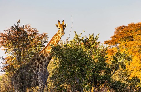 Giraffe in the wild at Hwange National Park