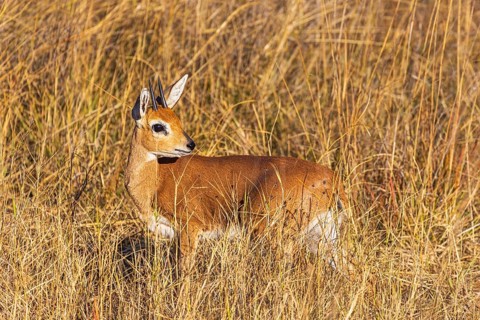 Young antelope steenbock Raphicerus campestris in the dry savannah of Hwange National Park in