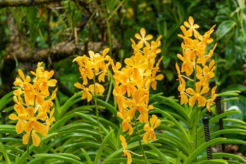 Bright yellow orchid flowers in a tropical garden surrounded by dense green foliage, Singapore,