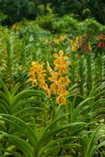 Yellow orchid flowers emerging from dense green vegetation in a tropical setting, Singapore,