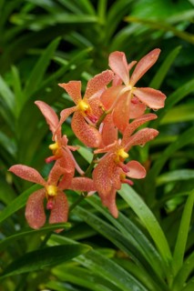 Orange-coloured orchid flowers with green leaves in the background in a tropical setting,