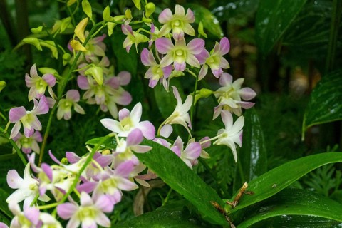 White-pink orchid flowers surrounded by green leaves in a tropical setting, Singapore, Singapore,