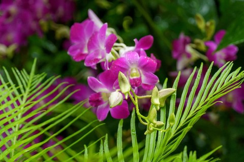 Close-up of pink orchid flowers with green leaves in a tropical environment, Singapore, Singapore,