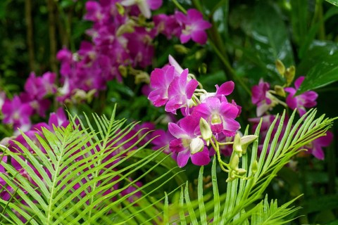 Pink orchid flowers with green leaves in the background of a lush tropical environment, Singapore,