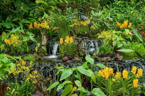 A small waterfall in a tropical garden surrounded by lush green plants and yellow flowers,