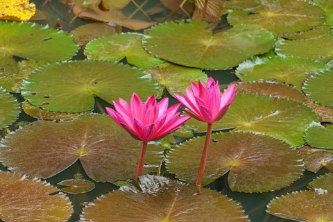 Two pink water lily flowers blooming over large green leaves in the water of a pond, Singapore,