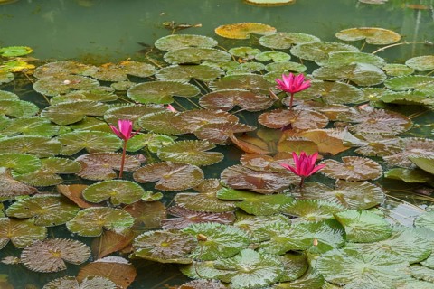 Three pink water lily flowers on a pond with many green leaves on the water surface, Singapore,