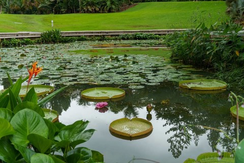 A pond with lily pads and a single pink flower in a garden, Singapore, Singapore, Asia
