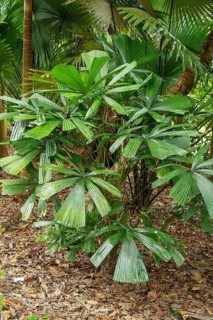 A tropical bush with many green, fan-shaped palm leaves in a forest, Singapore, Singapore, Asia