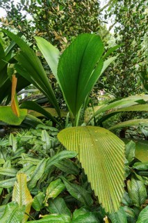 Tropical plants with large, green leaves in a lush and jungle-like environment, Singapore,