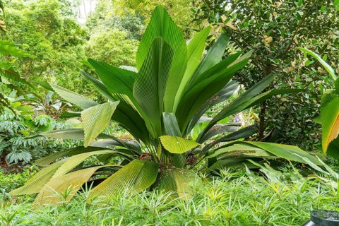 Lush green tropical plants growing close together, Singapore, Singapore, Asia