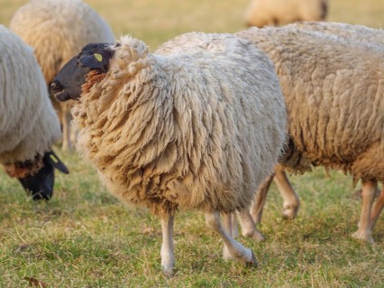 Several sheep with thick wool standing and grazing on a green meadow, weseke, münsterland, germany