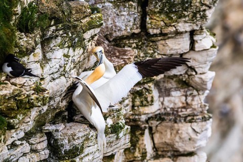 Northern Gannet, Morus bassanus, pair of birds on the cliff, Bempton Cliffs, North Yorkshire,