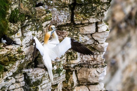 Northern Gannet, Morus bassanus, pair of birds on the cliff, Bempton Cliffs, North Yorkshire,