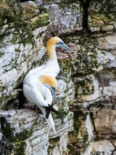 Northern Gannet, Morus bassanus, pair of birds on the cliff, Bempton Cliffs, North Yorkshire,