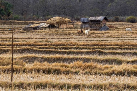 Black-necked cranes in Phobjikha valley during winter season
