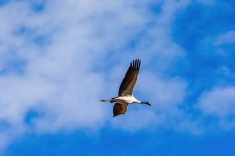 Black-necked crane during winter season