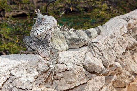 Green iguana (Iguana iguana), Caribbean, Windward Islands, Netherlands Antilles, ABC Islands ABC