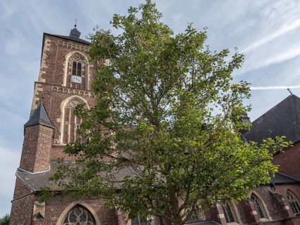 Old red brick church with high steeple, partly covered by a green tree, under a blue sky, ramsdorf,