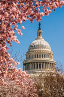 US Capitol hill in cherry bloom