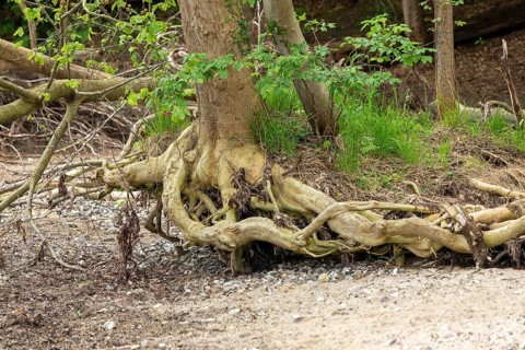 Uprooted tree, beach, Ellenberg, Kappeln, Schlei, Schleswig-Holstein, Germany, Europe