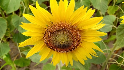 Close-up of a vibrant yellow sunflower (Helianthus) with green leaves in the background